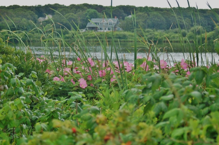 beach roses and house